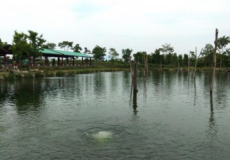 イトウが釣れた！ ～フィッシングパーク高島の泉～